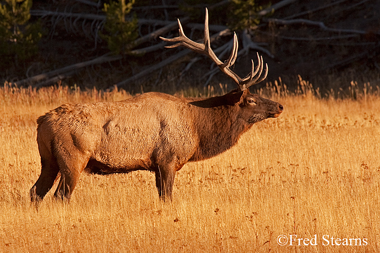 Yellowstone NP Elk