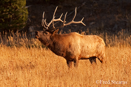 Rocky Mountain NP Cow Elk