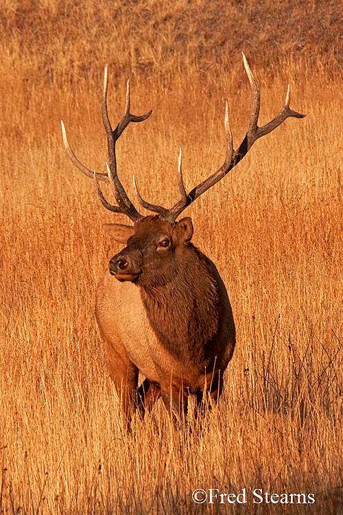 Yellowstone NP Elk