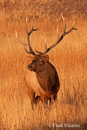 Yellowstone NP Bull Elk