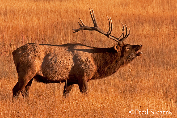 Yellowstone NP Elk