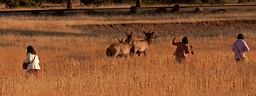 Yellowstone NP Bull Elk