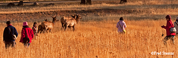 Yellowstone NP Bull Elk