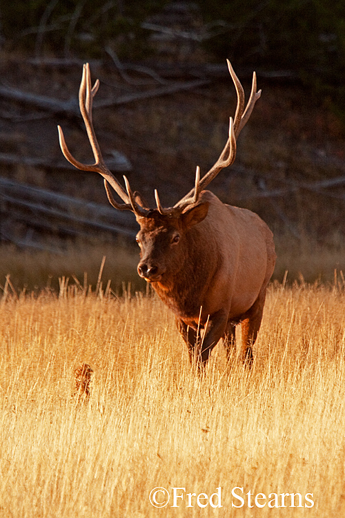 Yellowstone NP Elk