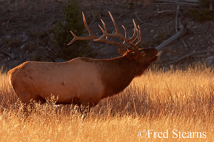 Yellowstone NP Elk