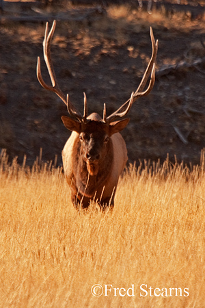 Yellowstone NP Bull Elk