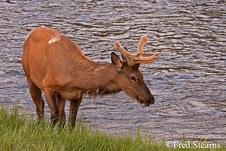 Yellowstone NP Elk