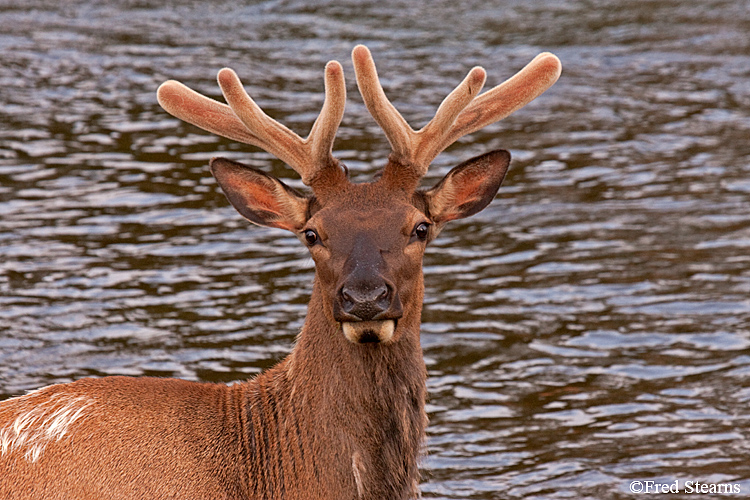 Yellowstone NP Elk