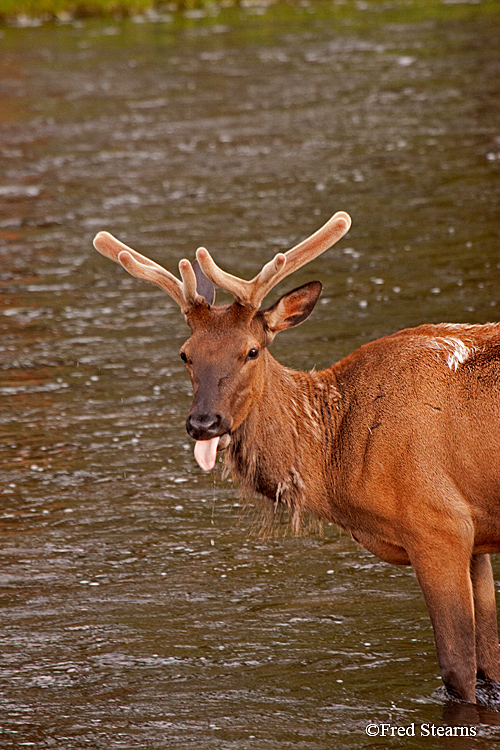 Yellowstone NP Elk