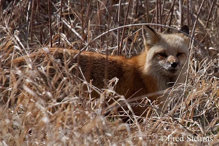 Red Fox Prospect Park