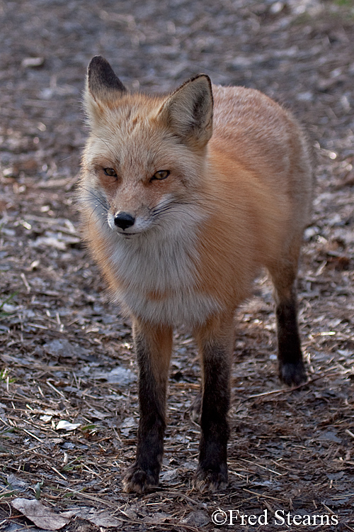 Red Fox Prospect Park