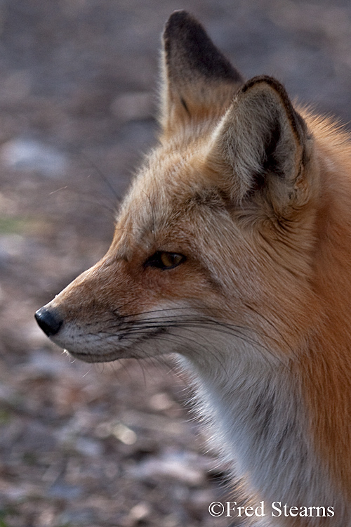 Red Fox Prospect Park