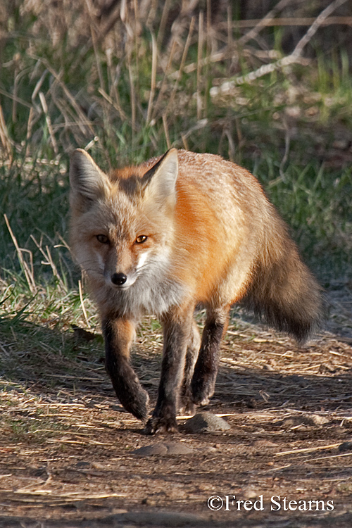 Red Fox Prospect Park