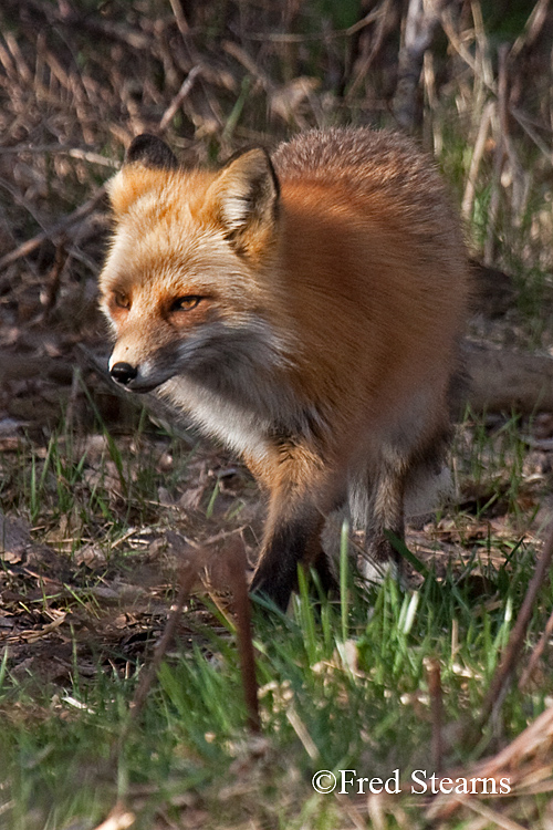 Red Fox Prospect Park