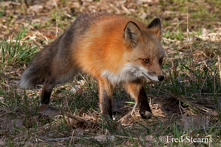 Red Fox Prospect Park