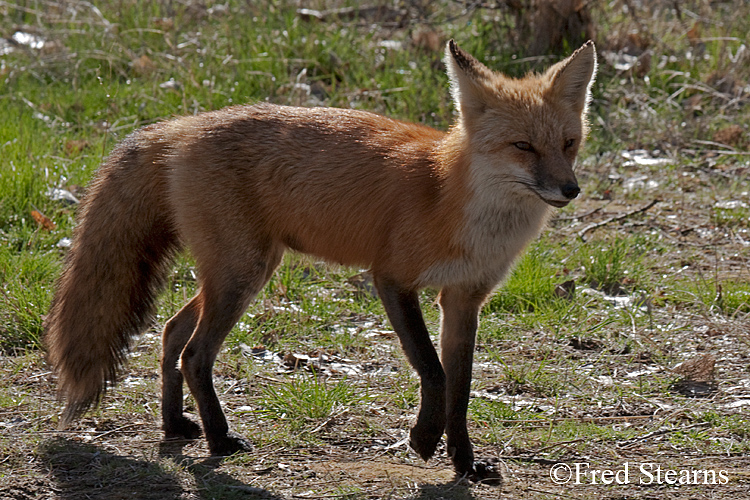 Red Fox Prospect Park