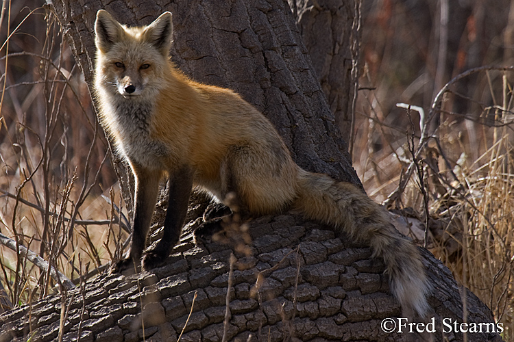 Red Fox Prospect Park