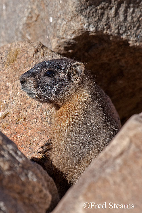 Yellow Bellied Marmot Forest Canyon RMNP