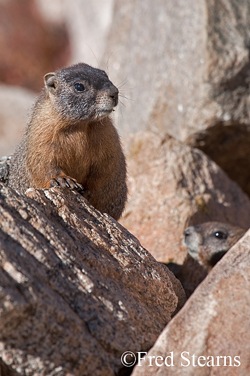 Yellow Bellied Marmot Forest Canyon RMNP