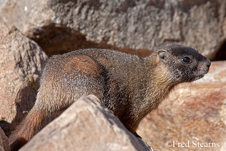 Mount Evans Yellow Bellied Marmot