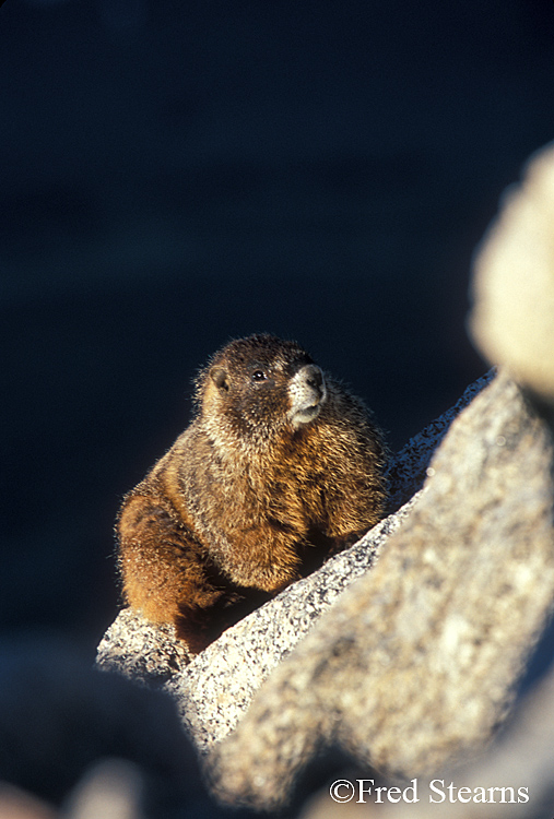 Mount Evans Yellow Bellied Marmot