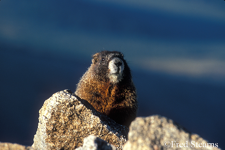 Mount Evans Yellow Bellied Marmot