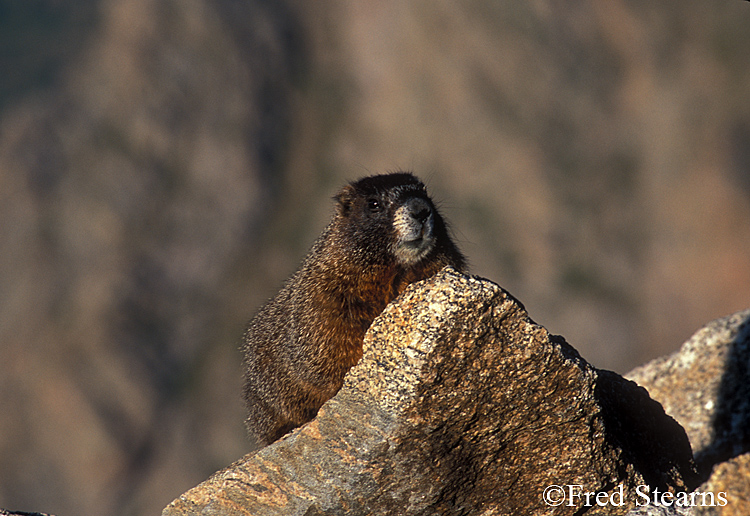 Mount Evans Yellow Bellied Marmot