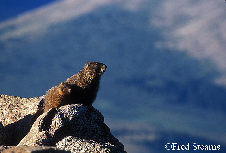 Mount Evans Yellow Bellied Marmot