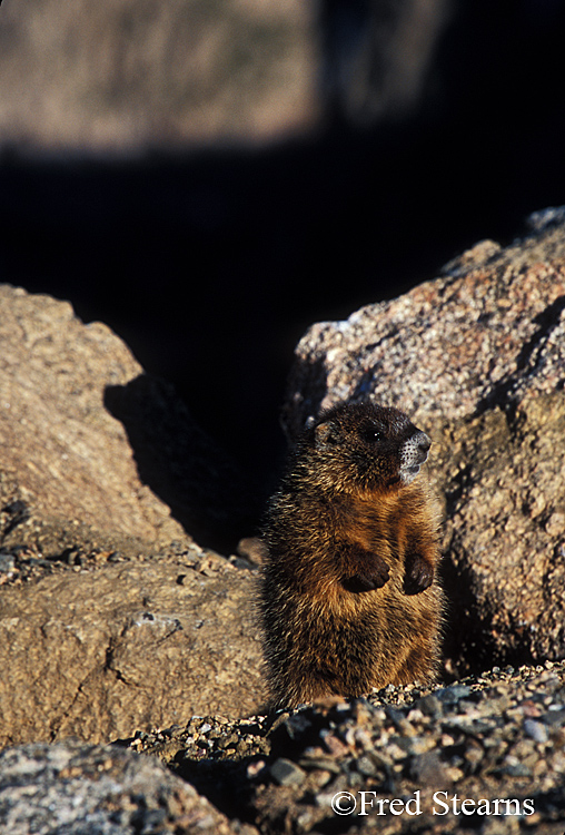 Mount Evans Yellow Bellied Marmot