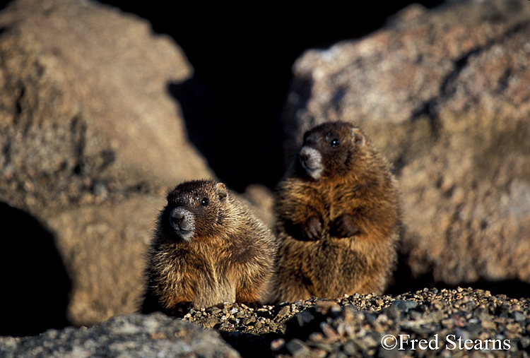 Mount Evans Yellow Bellied Marmot