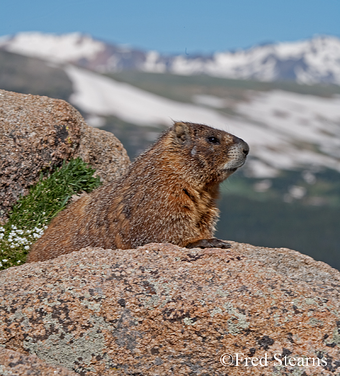 Yellow Bellied Marmot Forest Canyon RMNP