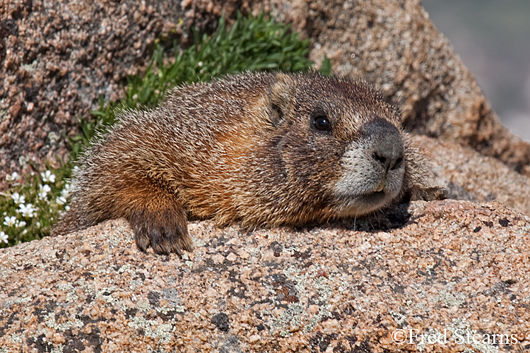 Yellow Bellied Marmot Forest Canyon RMNP