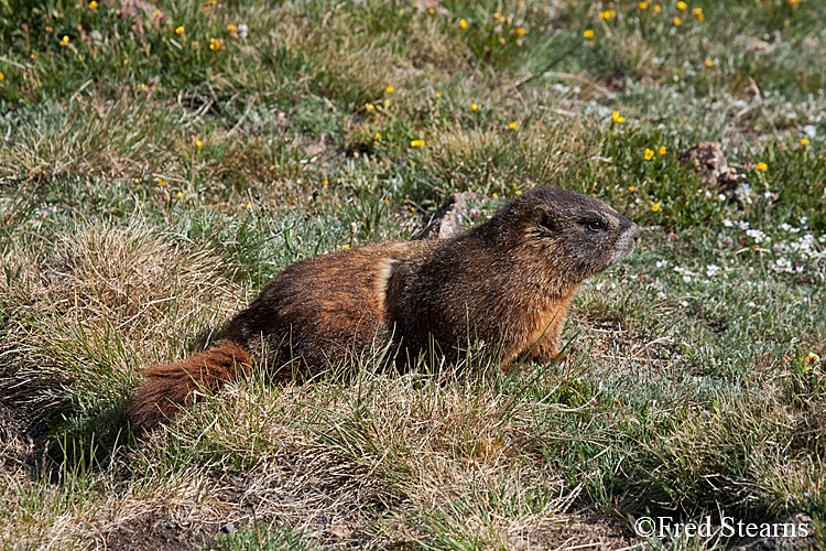 Yellow Bellied Marmot Forest Canyon RMNP