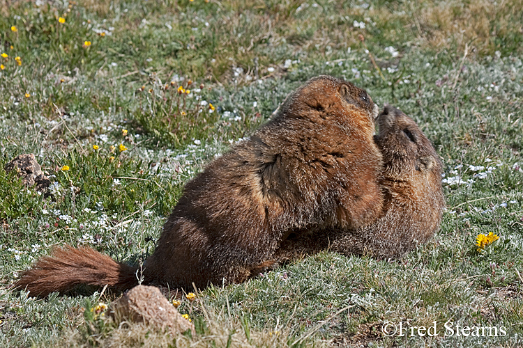 Yellow Bellied Marmot Forest Canyon RMNP