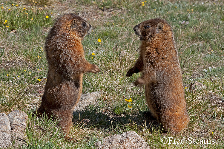 Yellow Bellied Marmot Forest Canyon RMNP