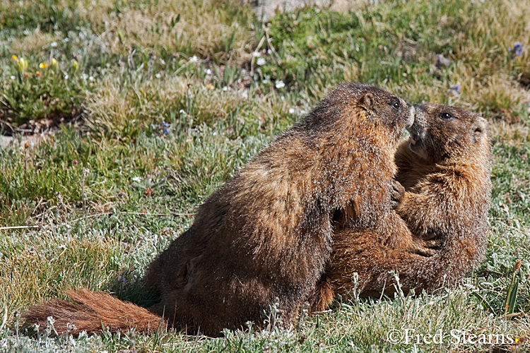 Yellow Bellied Marmot Forest Canyon RMNP