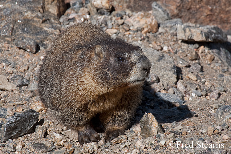 Yellow Bellied Marmot Forest Canyon RMNP