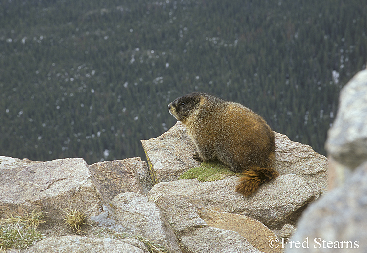 Rocky Mountain NP Yellow Bellied Marmot