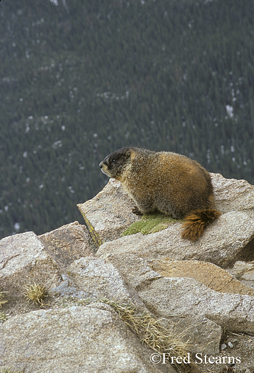 Rocky Mountain NP Yellow Bellied Marmot