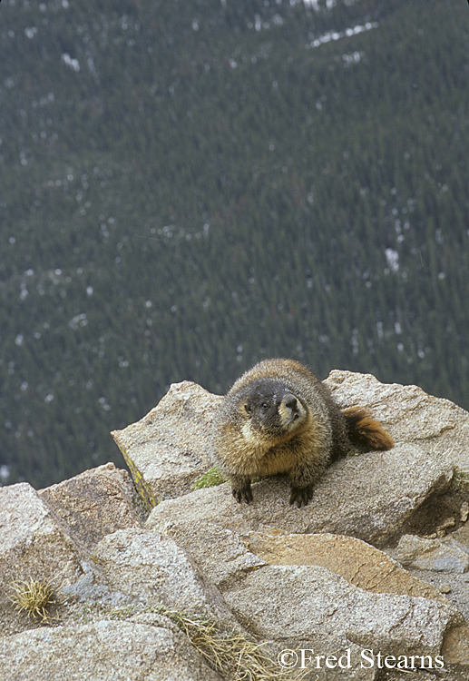 Rocky Mountain NP Yellow Bellied Marmot