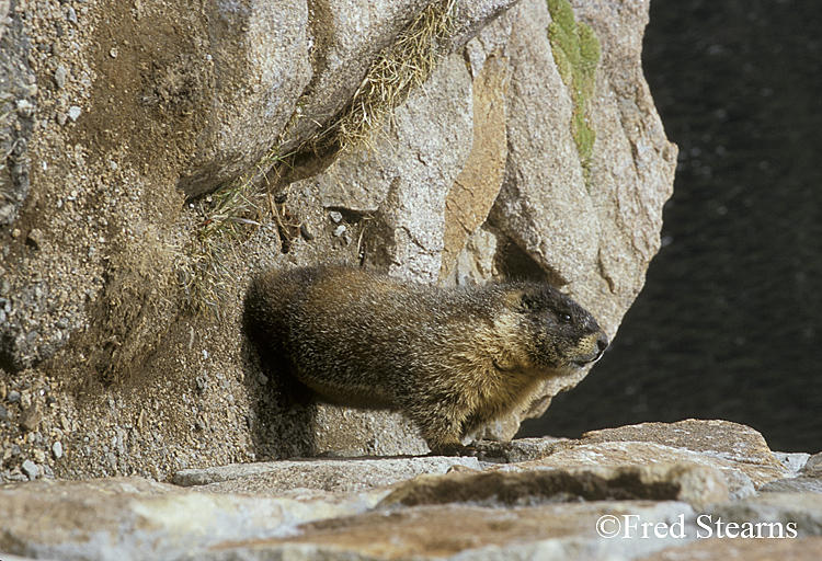 Rocky Mountain NP Yellow Bellied Marmot