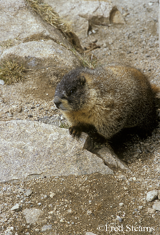 Rocky Mountain NP Yellow Bellied Marmot