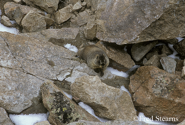 Rocky Mountain NP Yellow Bellied Marmot