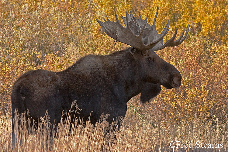 Grand Tedton NP Oxbow Bull Moose