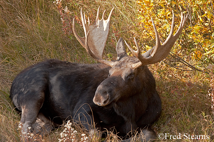 Grand Tedton NP Black Pond Bull Moose