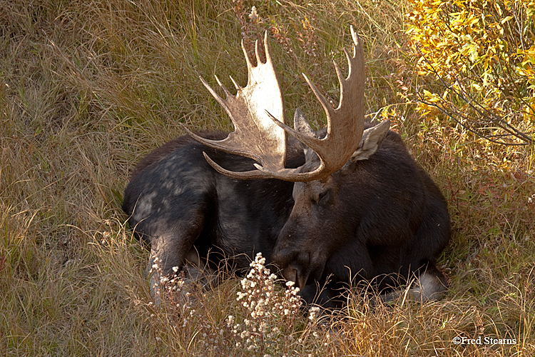 Grand Tedton NP Black Pond Bull Moose