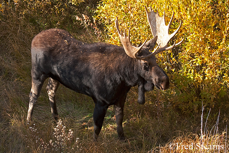 Grand Tedton NP Black Pond Bull Moose