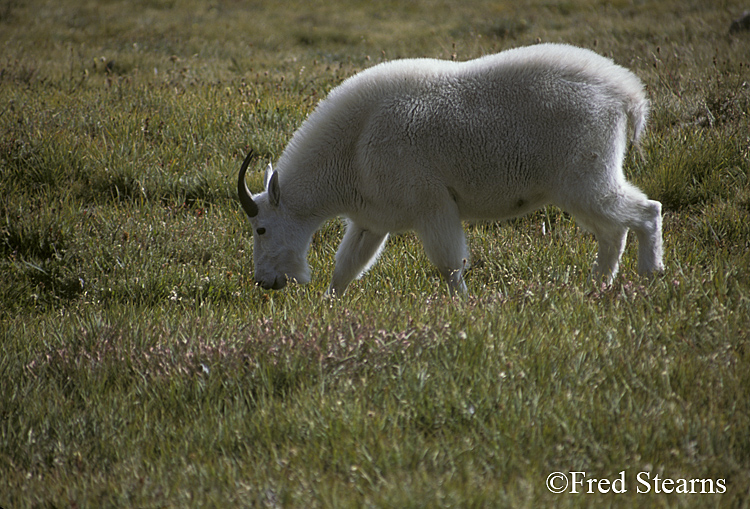 Mount Evans Mountain Goat