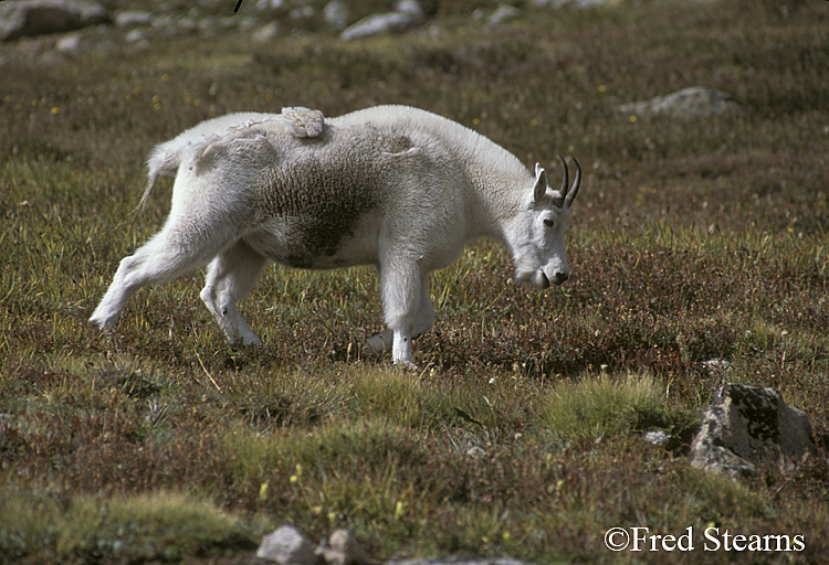 Mount Evans Mountain Goat