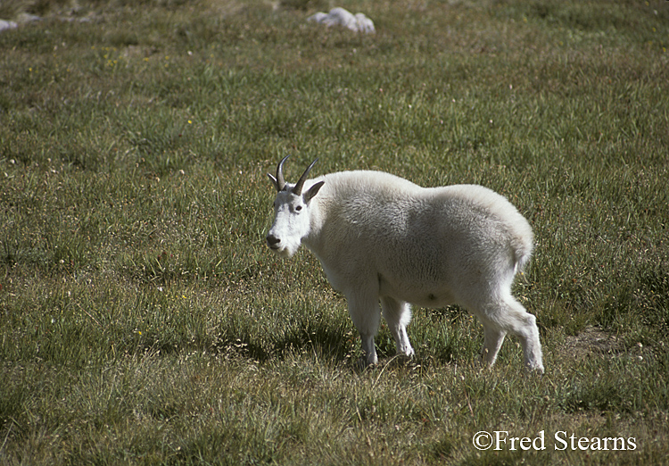 Mount Evans Mountain Goat